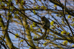 Eastern Gray Squirrel In Tree